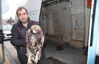 Yaralı kartala Bünyan Belediyesi sahip çıktı