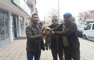 Yaralı kızıl şahinler tedavi altına alındı