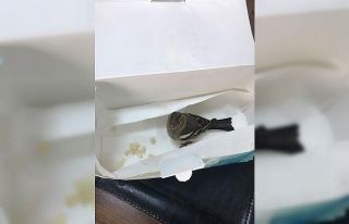 Yaralı kuşun yardımına polis memuru koştu
