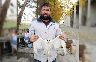 Yaralı peçeli baykuş tedavi altına alındı