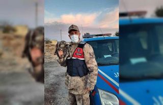 Yaralı şahin tedavi altına alındı