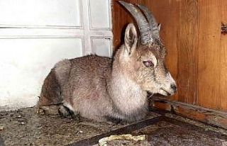 Yaralı yavru yaban keçisi koruma altına alındı