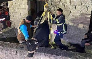 Yaramaz tosun balkonda mahsur kaldı