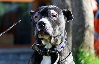 Yasak ırklar için son gün 14 Ocak