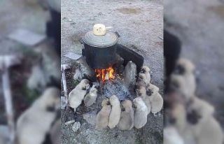 Yavru köpekler ocak ateşinde ısındılar
