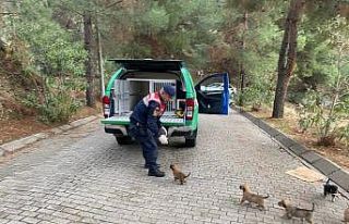 Yavru köpeklere jandarma şefkati
