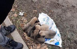 Yavru köpekleri çöp gibi bırakıp kaçtı