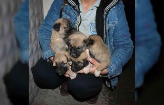Yavru köpekleri çuval içinde çöp kenarına atan...