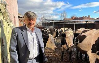 Yem fiyatlarına gelen zamlar, süt üreticisinin...
