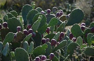 Yer inciri şifa dağıtıyor