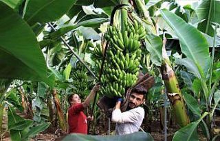 Yerli muz ucuzladı, ithali 20 lirayı aştı