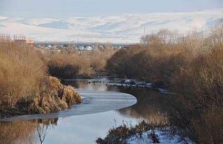 Yeşilbaş ördekler kampüs içindeki çayı mesken...