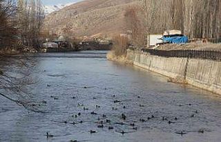 Yeşilbaşlı gövel ördekler Çoruh Nehrini renklendiriyor