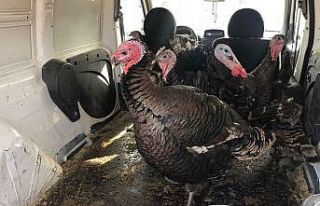 Yılbaşı hindileri el yakıyor