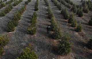 Yılbaşı öncesi çam ağaçlarına özel koruma