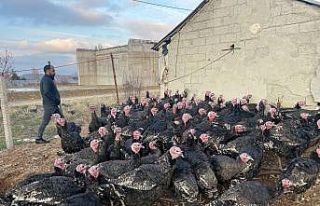Yılbaşı öncesi yurt dışına 15 bin adet hindi...