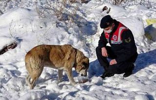 Yozgat’ta jandarma ekipleri doğaya yem bıraktı