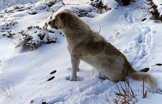 Yüksekova’nın yüksek kesimlerinde kar 5 santimetreyi...