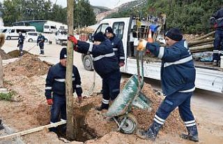 Yunusemre’de ağaçlandırma seferberliği devam...