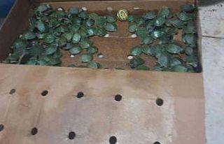 Yurda kaçak yollarla sokulmak istenen bin su kaplumbağası...