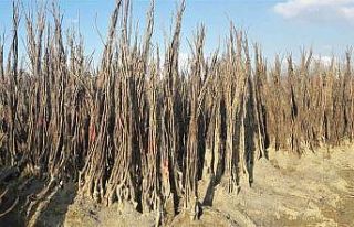 Yüzde 50 hibeli fidan desteği başvuruları başladı