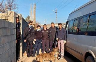 Zabıta Ekipleri Pitbull köpekleri için harekete...