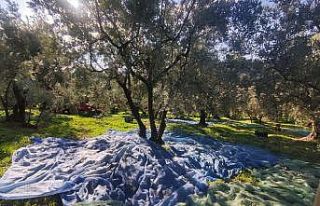 Zeytin toplayan üreticilerin lodosla imtihanı