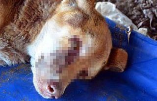 Zonguldak’ta gözleri oyulmuş sokak köpeği bulundu