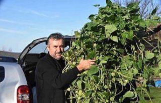 10 yıldır altın çilek yetiştiriyor