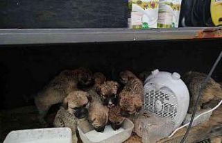 4 gün önce anneleri ölen 11 yavru köpeğe Mehmetçik...