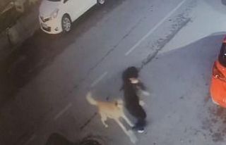 5 sokak köpeği yolda yürüyen 15 yaşındaki çocuğa...