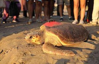 6 milyon kişinin izlediği kaplumbağa Tuba Hırvatistan’a...