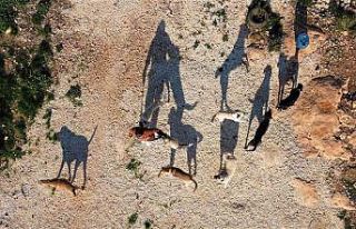 80 hayvana anne oldu, 53 köpek ile 27 kediyi sokaktan...