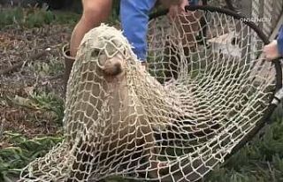 ABD’de oto yola çıkan deniz aslanı kurtarıldı