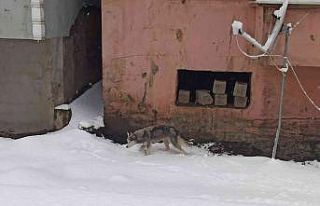 Aç kalan kurt ilçe merkezine indi, görenler telefonuna...