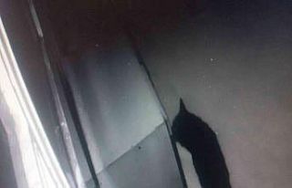 Aç kalan kurt şehir merkezine indi