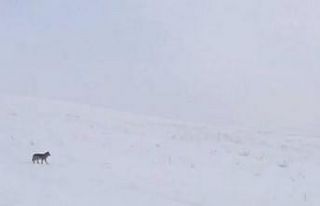 Aç kalan kurtlar yiyecek arayışına girdi