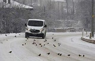 Aç kalan kuş sürüleri yola indi, polis ekipleri...