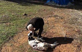 Aç kalan sokak köpekleri 5 günlük buzağıyı...