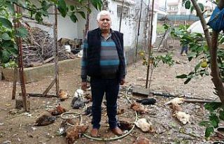 Aç kalan sokak köpekleri kümese saldırdı, 80’e...