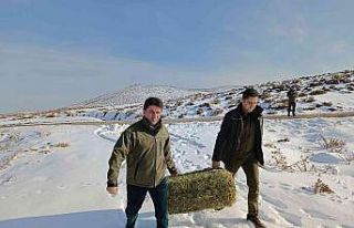 Aç kalan yaban hayvanları için yem bırakıldı