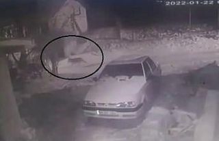 Aç kalınca köye inen kurt kameraya yansıdı