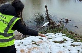 Açtıkları yola mama bırakmayı ihmal etmiyorlar