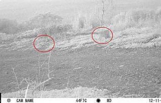 Adalar’da koruma altındaki saka kuşlarını avlayanlara...