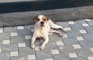 Adana’da 2021’de sokağa bırakılan 70 yasaklı...