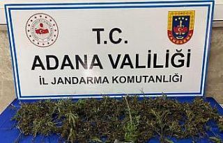 Adana’da 232 adet kök kenevir bitkisi ele geçirildi