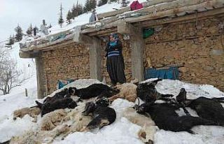 Adana’da besici ailenin 350 küçükbaş hayvanı...