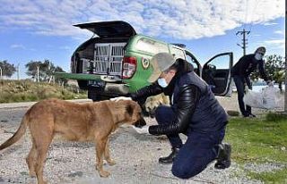 Adana’da polis sokak hayvanlarına mama dağıttı