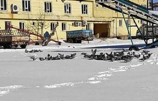 Adıyaman’da aç kalan kuşlar unutulmadı