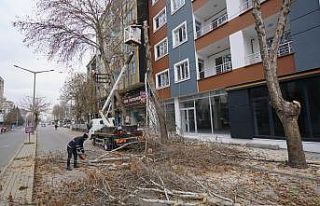 Adıyaman’da ağaçlara kış bakımı